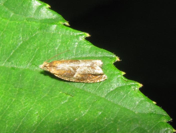 Micro da ID (1) - Ancylis sp.